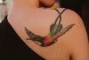 hummingbird pic tattoo on right shoulder blade
